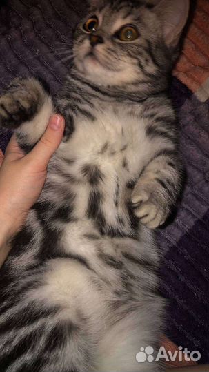 Кошка в дар бесплатно