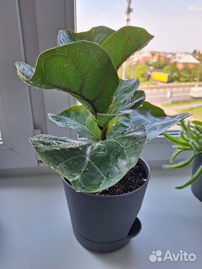 Фикус лирата