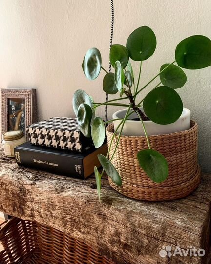 Пилея пеперомиевидная