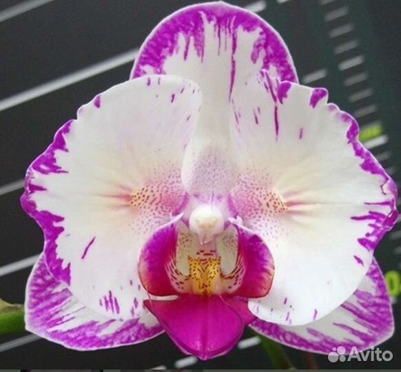 Орхидея Phal. Champion Lightning