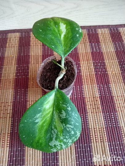 Хойя обовата