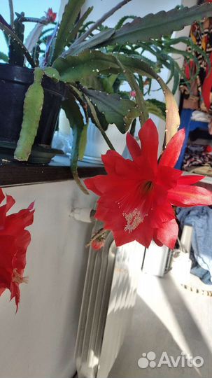 Эпифиллумы Аккермана,царица ночи и другие