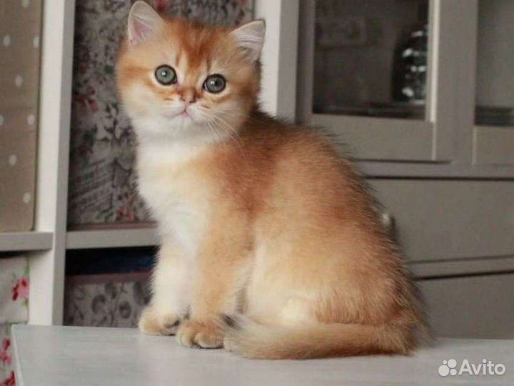 Британская золотая шиншилла