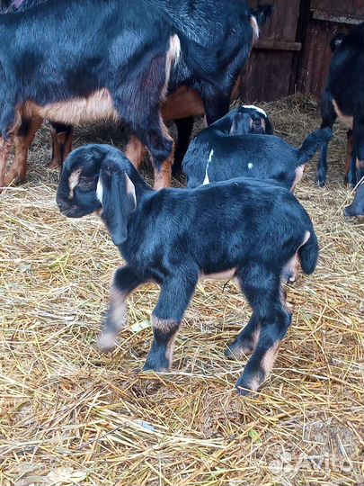 Нубийские козлята. Козлик и козочка