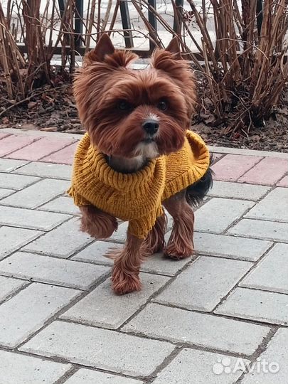 Вязка Ищем девочку йоркширский терьер для случки