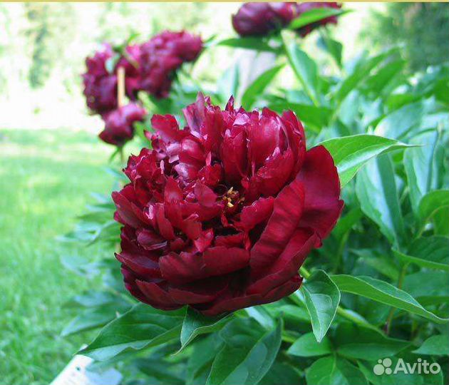 Пионы разных сортов 2 х летнии
