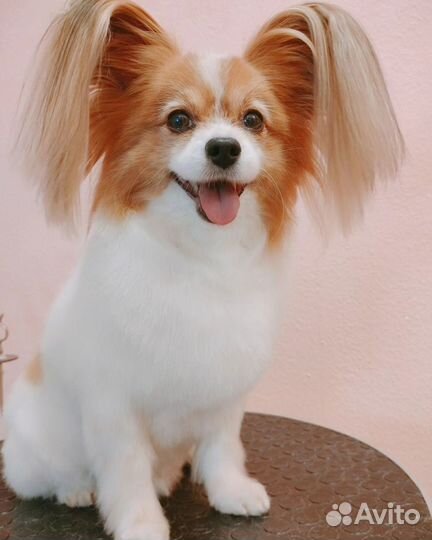 Стрижка собак и кошек