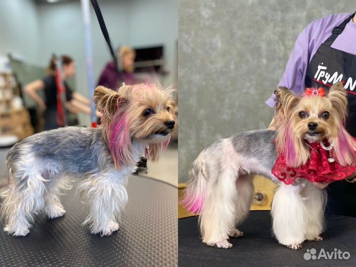 Груминг, стрижка собак