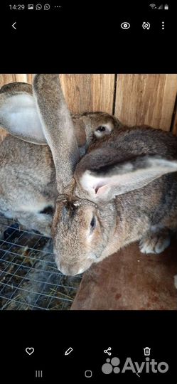 Продам, самцов и самок на племя. Порода Фландер