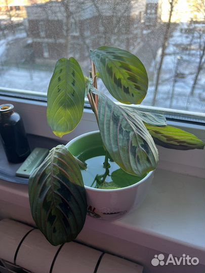 Черенок Маранты