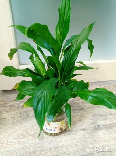 Спатифиллум