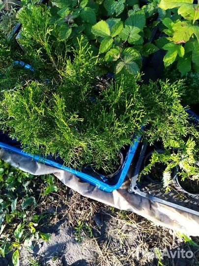 Саженцы туи смарагд