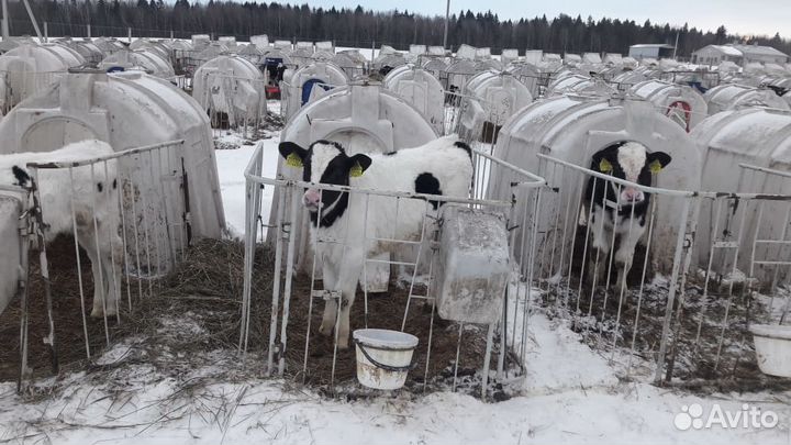 Телята бычки