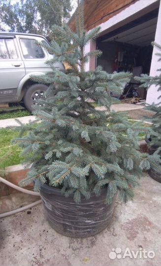 Ель голубая канадская