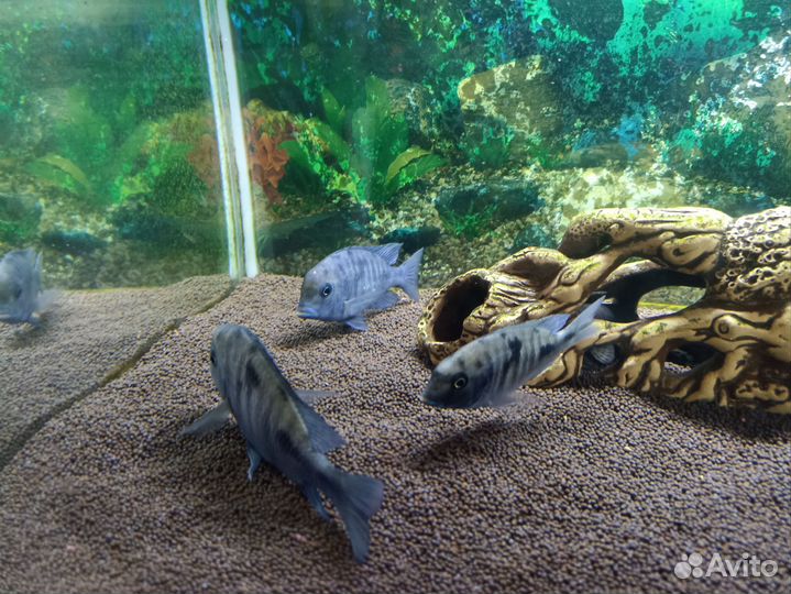 Аквариум с рыбками