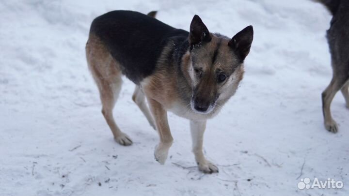 Собака Тиша