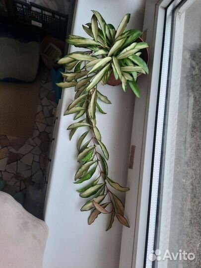 Хойя ваетти триколор (Кентиана вариегатная)