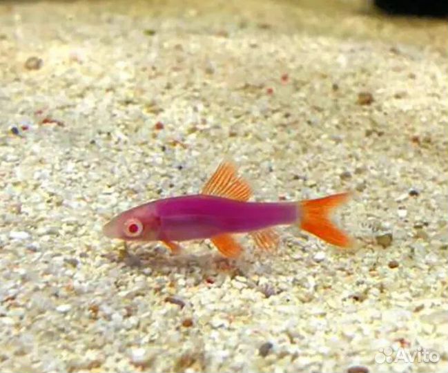 Тернеции лабео гло фиш