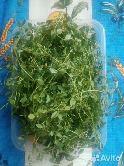 Пряные травы