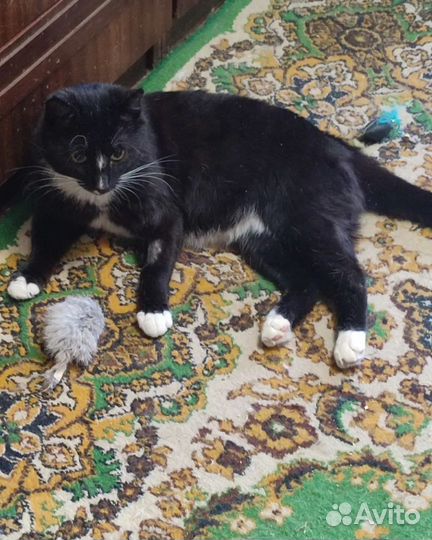 Котик в добрые руки