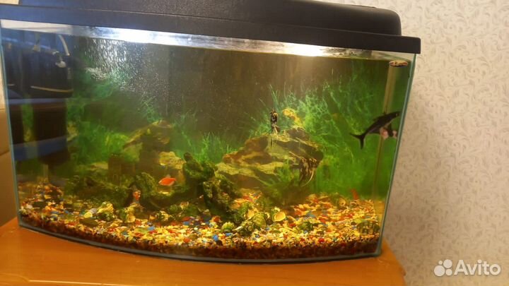 Аквариум