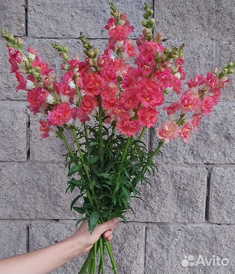 Цветы срезка