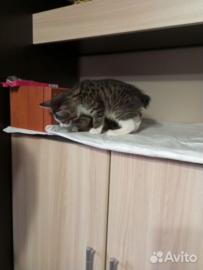 Курильский бобтейл