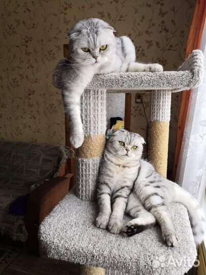 Котики бесплатно