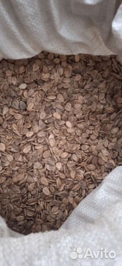 Смена арбуза халадок