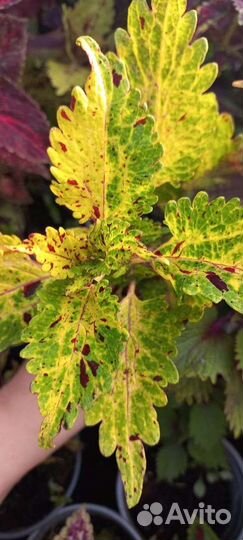 Сортовые колеусы