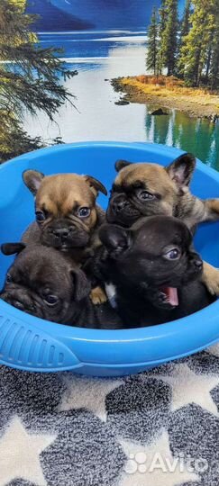 Французский бульдог