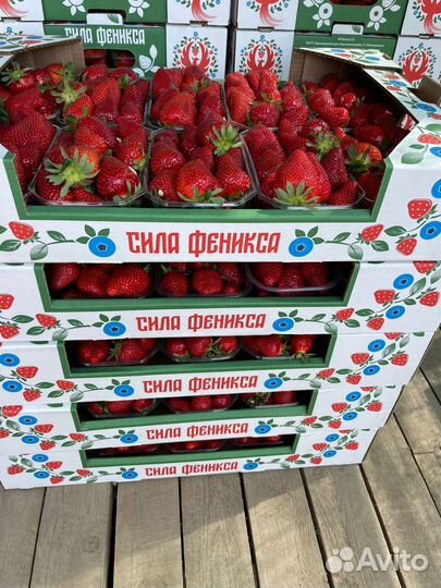 Клубника Краснодарская оптом от500кг дост Подольск