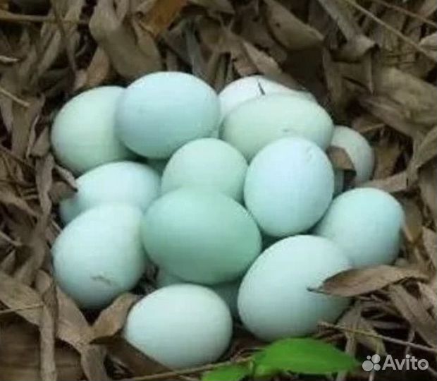 Цыплята ухейилюй