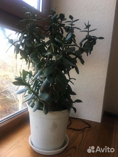 Денежное дерево