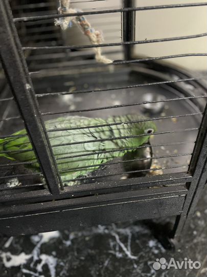 Венесуэльский Amazon