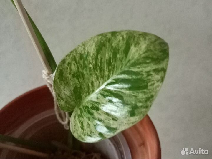 Фикус Мокламе, филодендрон гигантум вариегатный