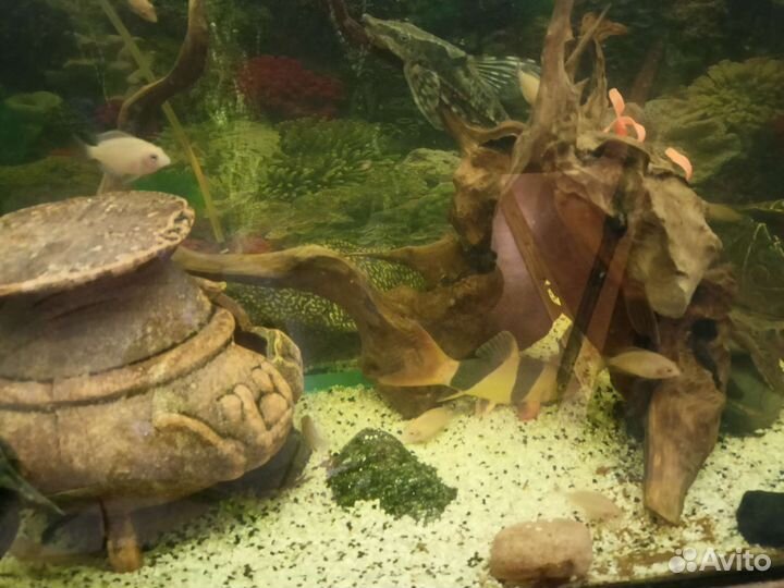 Мальки платинового попугая