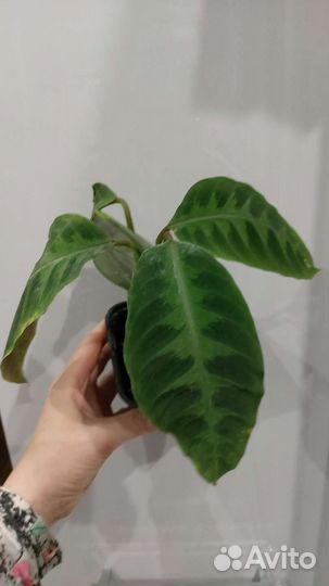 Антуриум, калатея