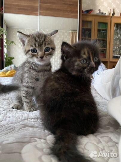 Котята в заботливые руки