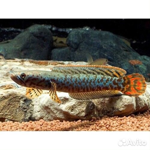 Змееголов Блехера - Радужный