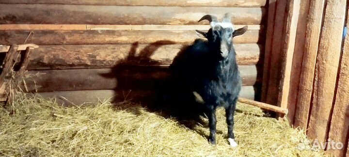 Козел альпийский