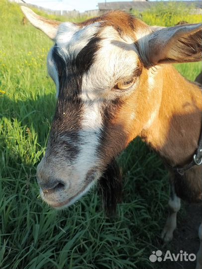 Продам дойных коз