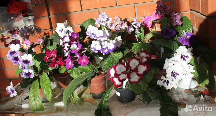 Детки Стрептокарпусов (набор 10 штук)