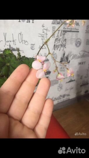 Бегония тигровая