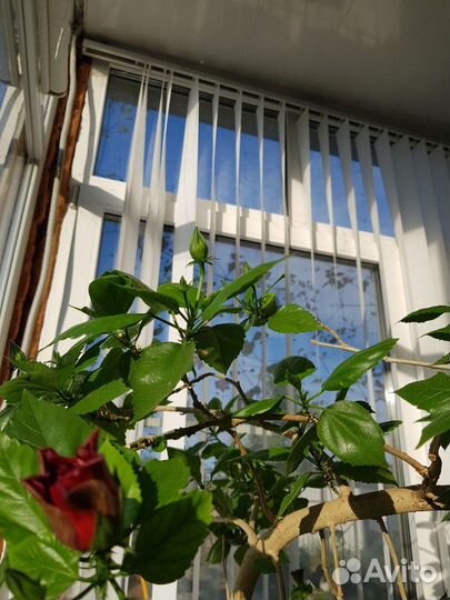 Роза китайская крупноцветная махровая