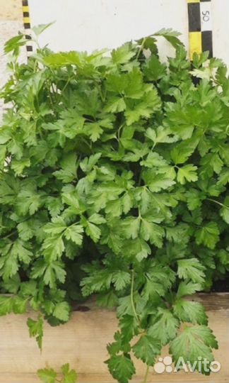 Петрушка листовая Клавдия 2 гр цв.п