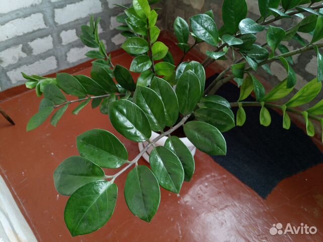 Долларовое дерево (Замиокулькас)