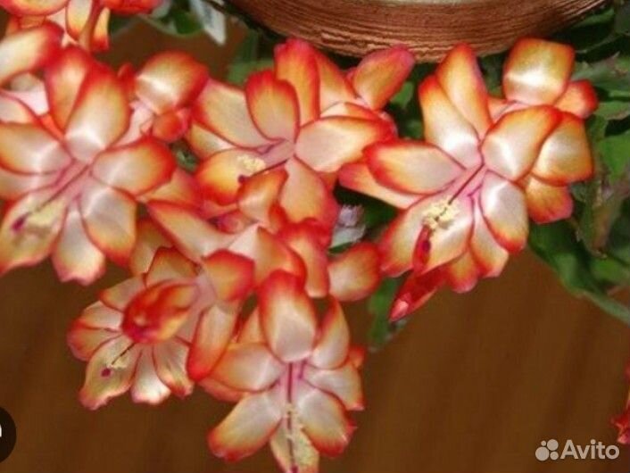 Шлюмбергера Samba Brazil на бутонах