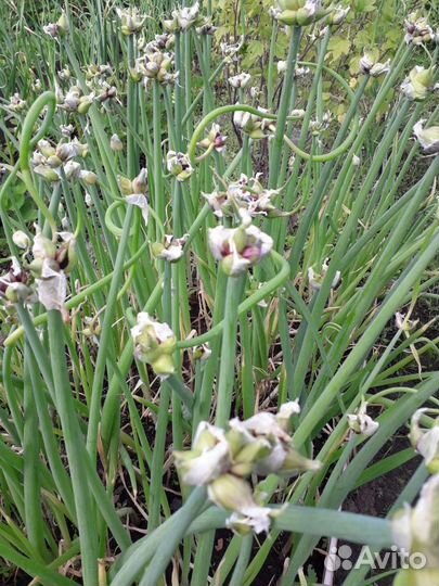 Лук многоярусный (многолетний) стрелка