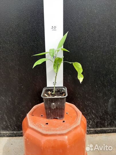 Цитрусовые вариегатные